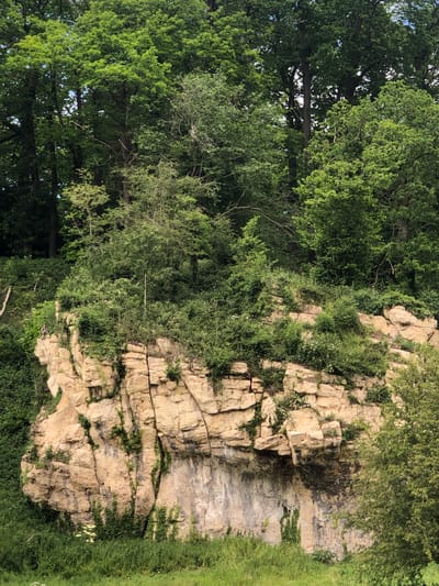 The image depicts a geological feature in Bolsover, United Kingdom, presenting a rock face interspersed with vegetation. The rock is layered and sectioned, exhibiting weathering and erosion patterns. Green foliage and small white flowers grow on the rock face and in the immediate foreground, where grass is visible. Trees dominate the left side of the image. The overall scene suggests a natural, undisturbed environment. There are no discernible people, actions, or interactions in the frame.
