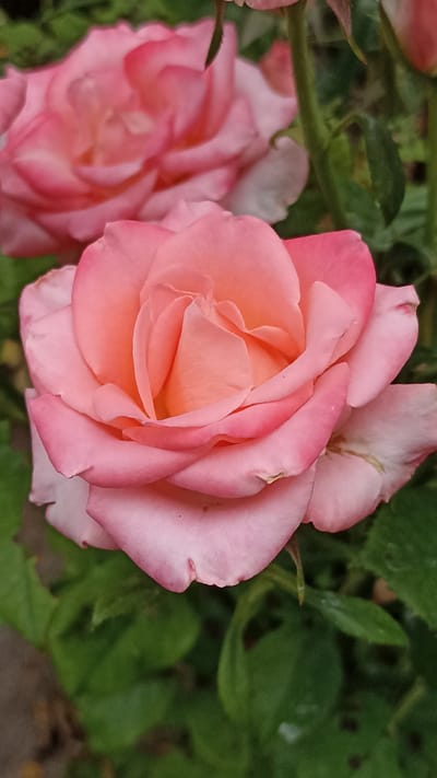 A close-up shot features a delicate pink rose in full bloom, its petals unfurling to reveal a warmer, peachy-orange center. The rose is the primary subject, sharply in focus, with its soft, velvety texture palpable. Behind it, another pink rose is partially visible, softer and out of focus, suggesting a garden setting. Lush green foliage forms the background, providing a natural, outdoor ambiance. The image captures the intricate beauty of the rose, highlighting the subtle variations in color and the graceful curves of its petals. No people or specific landmarks in Magala, Moldova are visible; the scene is purely botanical.