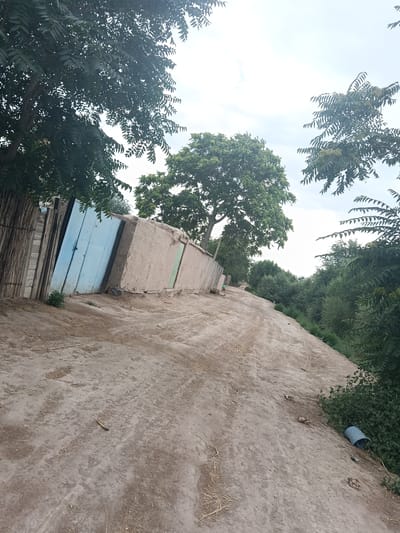 The image depicts a rural scene in the city of Altinkul, Uzbekistan. A dirt road curves towards the right of the frame, with a low wall constructed of mud and plaster lining the left side. The wall has several doors; one prominent door is painted light blue, and another is a faded green. Adjacent to the wall, to the left, is a fence made of vertical wooden posts and horizontal branches. Trees with dense green foliage are visible on both sides of the road, with the sky appearing bright and overcast. The ground is dusty and uneven, with some scattered dry grass and debris. A blue plastic bucket lies on its side near the edge of the road on the right. The overall impression is of a quiet, undeveloped area.
