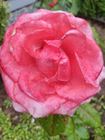 A close-up, high-angle, medium shot captures a single, vibrant pink rose in full bloom. The rose, with its intricately layered petals, is the central subject, its surface speckled with tiny water droplets, suggesting recent rain or dew. The petals exhibit a gradient of color, from a deep, saturated pink at the center to a lighter, almost white hue at the edges. The background is softly blurred, revealing hints of green foliage and a muted, greyish structure that could be a stone pathway or garden border. The overall impression is one of natural beauty and tranquility, with the rose occupying the majority of the frame. The image contains no people, animals, or man-made objects other than the implied garden setting. The location is identified as Urkovo, Russia.
