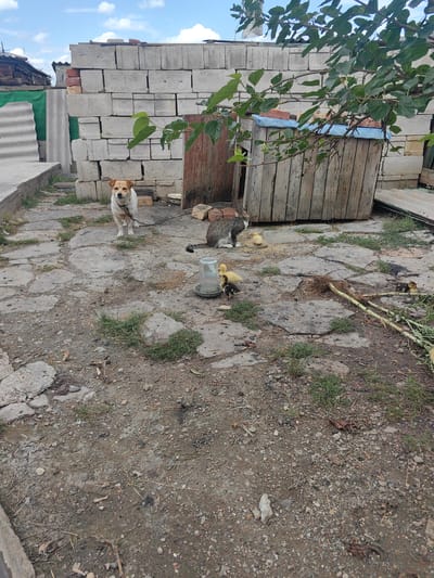 In Soluno-Dmitrievskoe, Russia, a mixed-breed dog with white and brown markings is chained to a metal post in a yard. Nearby, a grey and white cat is observing a group of four ducklings near a shallow water dish. The environment appears to be a rural setting, with a stack of concrete blocks and a wooden structure in the background. The ground is a mix of dirt, gravel, and broken concrete, with patches of grass. The sky above is partly cloudy.