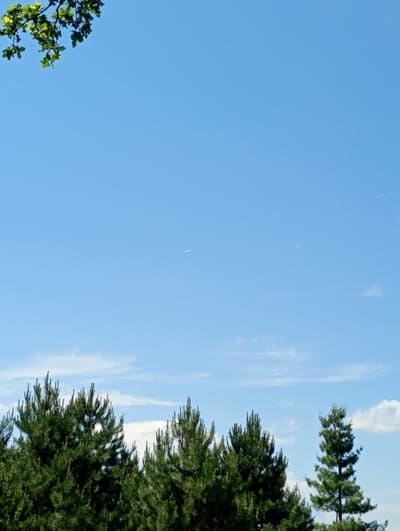 The image captures a serene outdoor scene with a clear blue sky dominating the upper portion. In the top left corner, a branch with green leaves hangs down, suggesting the presence of a tree. A faint, distant airplane is visible in the upper right quadrant of the sky, and a sliver of the moon is also present higher up. The lower half of the image features a dense line of green pine trees. The location is identified as Nowa Wieś Szlachecka, Poland. The overall impression is one of a peaceful, natural landscape under a bright sky.
