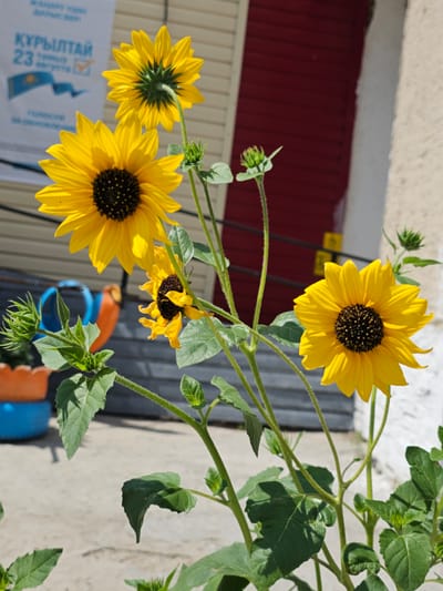In the city of Ertis, Kazakhstan, an outdoor scene features a cluster of bright yellow sunflowers in full bloom, their dark centers contrasting with their vibrant petals. The sunflowers are arranged at varying heights on thick, green stems, with several buds also visible, suggesting ongoing growth. The background reveals elements of an urban environment: a building with a red door and light-colored, textured walls, likely part of an educational institution or community center, as indicated by a partially visible banner with text and a Kazakh flag emblem. Adjacent to the sunflowers, colorful plastic containers, one orange and one blue, are visible, possibly serving as planters or outdoor play equipment. The ground appears to be a paved surface, likely concrete or asphalt, with some shadows cast by the sunflowers and surrounding structures. The overall atmosphere is bright and sunny, suggesting a warm day.