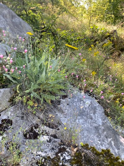 The image depicts a rocky outcrop with vegetation in what appears to be an outdoor setting, possibly in the municipality of Niška Banja, Serbia. The foreground is dominated by a large, grey rock with patches of moss and lichen. Growing from the crevices and on top of the rocks are various plants, including delicate pink flowers with thin stems and buds, as well as some yellow flowers. A prominent plant with feathery, green leaves is situated on the left side of the frame, emerging from between the rocks. In the background, more greenery and trees are visible, bathed in sunlight, suggesting a natural or semi-natural environment. There are no people or animals present in the image. The overall scene is one of natural flora thriving in a rocky, somewhat arid landscape.