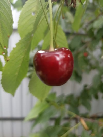 A single, ripe cherry hangs from a branch, its dark red skin glistening. The cherry is positioned in the center of the frame, slightly to the right. It is surrounded by blurred green leaves, some of which have small holes. In the background, a blurred white fence is visible. The overall impression is of a close-up shot of a cherry on a tree, likely in a garden or orchard setting, in Gusar, Azerbaijan.