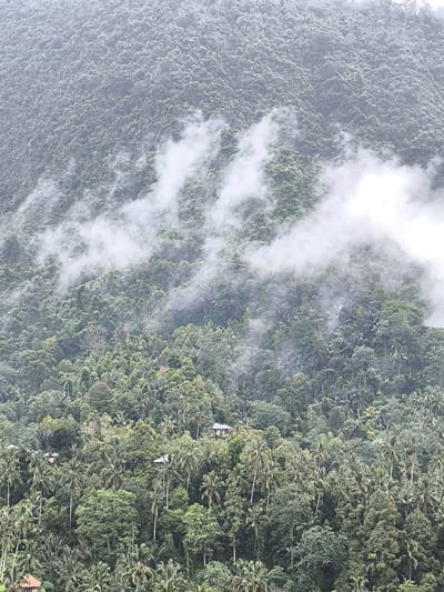 A lush, mountainous scene is presented, likely located in the Sekumpul region of Indonesia. The lower half of the image is dense with tropical vegetation, particularly palm trees and other broad-leaved trees. Interspersed among the foliage are a few structures, presumably dwellings, with rooftops barely visible through the trees. A large mountain, densely covered with forest, dominates the upper half of the image. Mist or low clouds weave through the upper slopes, creating a sense of depth and atmospheric perspective. No people or animals are visible in the image.
