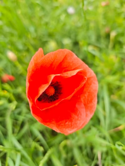 This is a close-up, overhead shot of a single, vibrant red poppy in focus, set against a blurred green background of grass and other foliage. The poppy's petals are a bright, saturated red, with a darker, almost black center where the pistil and stamens are visible. The flower appears to be fully open, with some of its petals slightly curled. The background is a soft blur of various shades of green, with hints of other muted colors that could be other flowers or buds, also out of focus. The lighting suggests it's daytime, likely with diffused sunlight, as there are no harsh shadows. The overall impression is one of natural beauty and the simplicity of a single bloom in a meadow or field. The location is specified as Юца, Russia. No people, text, or specific events are visible.