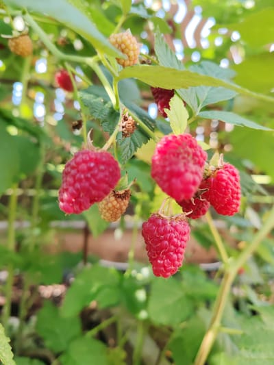 In Mysovoe, Russia, a close-up photograph captures a cluster of ripe raspberries on a branch. The raspberries are a vibrant red, with a slightly blurred background of green leaves and dappled sunlight filtering through. Some unripe, yellowish raspberries are also visible, suggesting a ripening process. The overall scene is one of natural abundance in an outdoor setting.