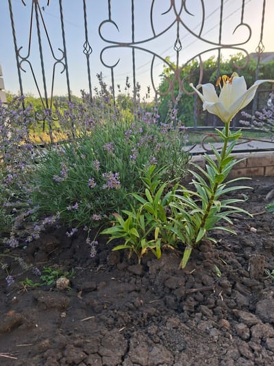 A close-up shot captures a white lily blooming in the foreground, its petals adorned with water droplets, suggesting recent rain or watering. Behind it, a dense bush of lavender with small purple flowers fills the mid-ground. The plants are rooted in dark, rich soil. In the background, a decorative metal fence with intricate scrollwork encloses the garden, and beyond that, lush green foliage and a glimpse of buildings can be seen under a bright, clear sky. The scene is set in the city of Hiliuți, Moldova.