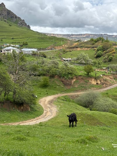 The image depicts a rural landscape in Верхняя Мара, Russia, characterized by rolling green hills and a winding dirt road. A black cow stands on the grassy hillside near the road. Scattered houses and buildings are visible in the distance, along with utility poles lining the landscape. A rocky cliff face and overcast sky complete the scene.