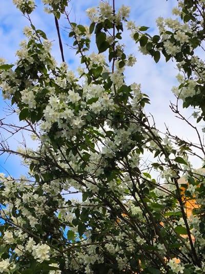 A low-angle shot captures a dense canopy of white jasmine flowers against a partly cloudy blue sky. The branches of the jasmine bush are visible, interspersed with lush green leaves. In the background, the upper portion of an orange structure, possibly a building or fence, peeks through the foliage. The image appears to be taken outdoors in a natural setting, with no people or other animals present. The scene is consistent with a garden or park environment in Новоникольское, Russia, during blooming season.