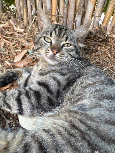 A close-up, eye-level shot shows a tabby cat lying on its back on the ground. The cat is mostly gray with black stripes and has green eyes. Its paws are visible, one resting near its chest. The cat appears relaxed, with its head slightly tilted and eyes half-closed. The background consists of dry leaves, twigs, and thin bamboo stalks, suggesting an outdoor setting. The lighting is natural, casting soft shadows. The image does not contain any elements that would indicate its location in Sklave, Bulgaria.
