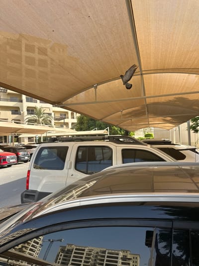 A pigeon is captured mid-flight beneath a tan, fabric awning in a parking lot. The awning is supported by white metal poles and casts dappled shadows. In the background, several cars are parked, including a white SUV with a roof rack and a red sedan. Beyond the parking lot, a beige apartment building with multiple balconies and palm trees is visible. The scene appears to be in the city of Al Jazeer Al Hamra, United Arab Emirates, as evidenced by the architecture and vegetation typical of the region. The lighting suggests it is daytime, with sunlight filtering through the awning.