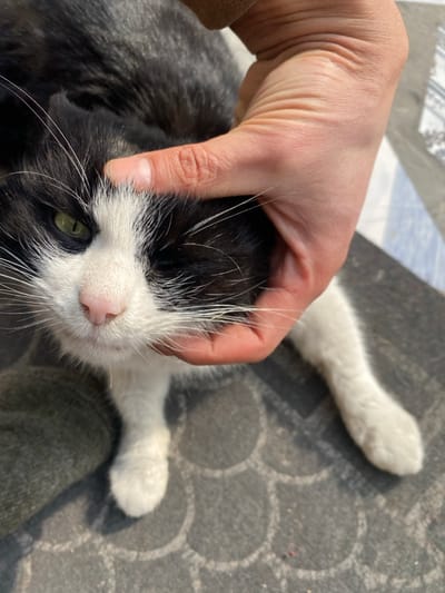 A black and white cat lies on a patterned gray surface. The cat's head is white with a pink nose and long white whiskers, its body is black. One visible eye is green. A hand is positioned on the cat's head, fingers pressing gently on the feline's face. The cat’s paws are white and extend out behind it. The lighting is bright.
