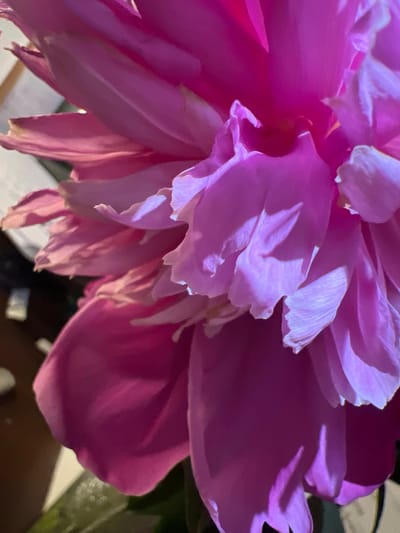 The image is a close-up shot of a vibrant pink peony flower. The petals are soft and ruffled, with subtle variations in shade from deep fuchsia to lighter pinks and whites, creating a sense of depth and texture. The lighting highlights the delicate curves and folds of the petals, casting soft shadows that add to the flower's dimensionality. The background is blurred, suggesting the flower is the primary subject of focus. There is no indication of the city of Minsk, Belarus, or any other specific location within the image. The scene is static and does not depict any actions or interactions involving people.