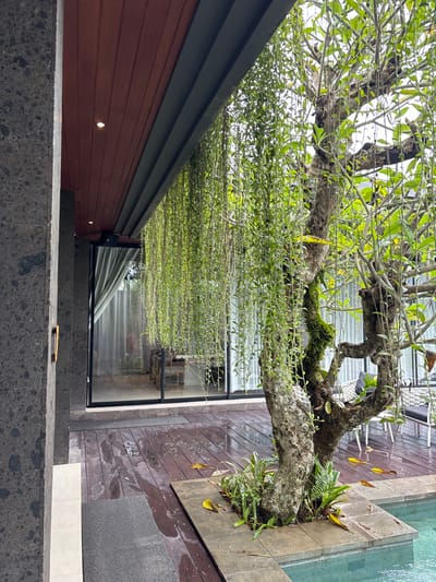 An outdoor scene displays a large tree with green foliage extending over a building. The building has a reddish-brown wooden exterior, a dark gray roof, and a large glass window. Steps made of dark gray stone lead up to the building's entrance. The area surrounding the tree features wooden decking and stone pathways. Some leaves have fallen onto the ground, and there is a pool of water visible in the background. The composition is taken from a low angle, looking upwards toward the tree and building.