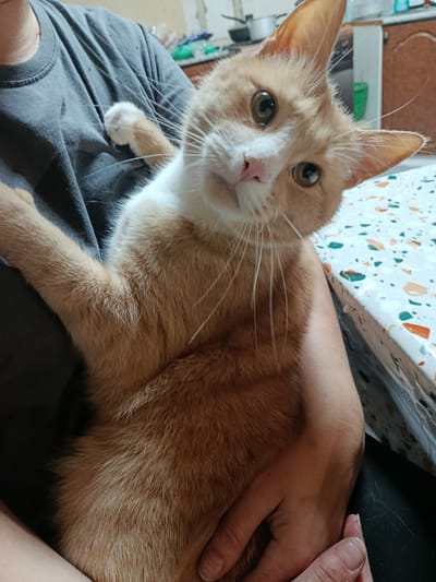 A person is holding an orange and white cat in their lap. The cat has green eyes and is looking directly at the camera with its head tilted. One of its front paws is resting on the person's chest, and the other is visible on its side. The person is wearing a dark gray t-shirt. The scene appears to be indoors, possibly in a kitchen, as indicated by the patterned tabletop in the foreground and what looks like kitchen cabinets in the background. The lighting suggests it might be daytime. The overall mood is calm and intimate, with the cat seeming comfortable and relaxed in the person's arms. There is no visible text in the image.