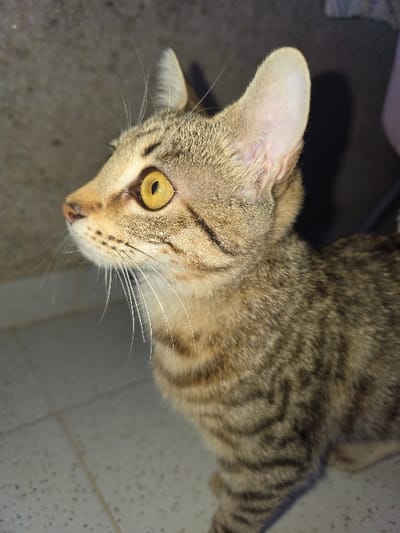 A domestic short-haired tabby cat is depicted in a close-up, high-angle shot, positioned indoors. The cat exhibits brown and black striped fur, distinctive yellow eyes with vertically elliptical pupils, and numerous long, white whiskers extending from its muzzle. It is captured looking upwards and towards the left of the frame. The foreground shows a light-colored, possibly off-white, tiled floor with visible grout lines and dark speckling. The background consists of a light grey, textured wall, with a prominent dark shadow cast on the right side. The lighting is direct, illuminating the cat's face and fur, while creating defined shadows. Visual evidence within the image does not permit confirmation of the location being Pineda de Mar, Spain.