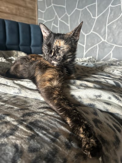 A tortoiseshell cat is stretched out on a patterned blanket. The cat's fur is a mix of black, brown, and orange. Its right front paw is extended, and its head is turned away from the camera, with its ears pointed forward. The blanket has a dark grey and white leopard-like pattern. In the background, there's a textured grey wall with a geometric pattern and a dark blue upholstered piece of furniture. The lighting suggests it is daytime, with sunlight casting shadows on the blanket. The overall impression is one of a domestic setting, likely a home in Yoksolovo, Russia, where the cat is resting comfortably.
