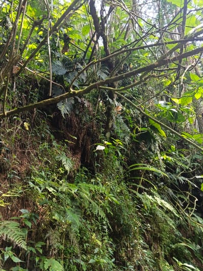 The image displays a dense, natural vegetative environment, likely a hillside or steep embankment, located in Desa Mburukulu, Indonesia. The scene is dominated by a variety of green foliage, with numerous fern species covering the lower and middle sections of the visible soil bank. Exposed reddish-brown earth and interwoven root systems are prominent on the left side of the frame. Overhead, a thick, tangled canopy of tree branches, some moss-laden and robust, others slender, extends across the upper portion of the image. Sunlight filters through the dense foliage, illuminating individual leaves and branches, creating areas of bright highlights and dappled shadow. There are no human figures, animals, or artificial objects present in the depicted natural landscape.