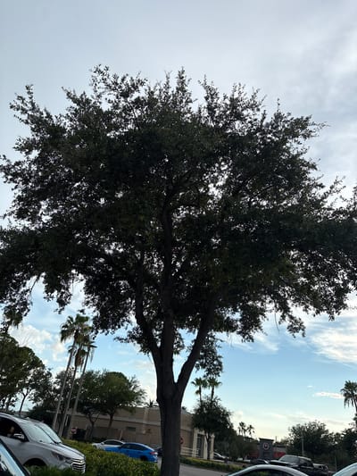 A large, dark-leafed tree dominates the frame, its branches spreading widely against a pale, cloudy sky. Below the tree, a road is visible with several parked cars, including a silver SUV and a blue sedan. Palm trees and other greenery line the roadside, with buildings in the background, one of which appears to be a Target store. The scene suggests a commercial or suburban area in Plantation, United States of America.