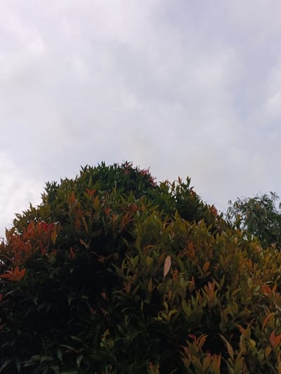 An outdoor scene in the city of Kyauk Hsoke, Myanmar, displays a dense canopy of trees against an overcast sky. The lower two-thirds of the image are filled with foliage, primarily from a large tree or bush characterized by a mix of dark green, lighter green, and numerous reddish-orange leaves. A separate, lighter green plant with slender leaves is partially visible on the far right. The upper one-third of the frame reveals a sky entirely covered by uniform light grey and white clouds. No individuals, structures, or artificial objects are present. The lighting is diffused, consistent with an overcast environment.