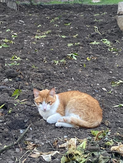 An orange and white cat is resting on dark, tilled soil in a garden area. The soil is uneven and has scattered small green shoots and dry leaves. The cat is curled up with its front paws tucked under its chest and its tail wrapped around its body. Its head is raised, and it is looking directly at the camera with green eyes. The background is a blurred expanse of similar soil and vegetation, with a hint of a concrete structure on the right edge. The scene appears to be outdoors, in a garden or park.