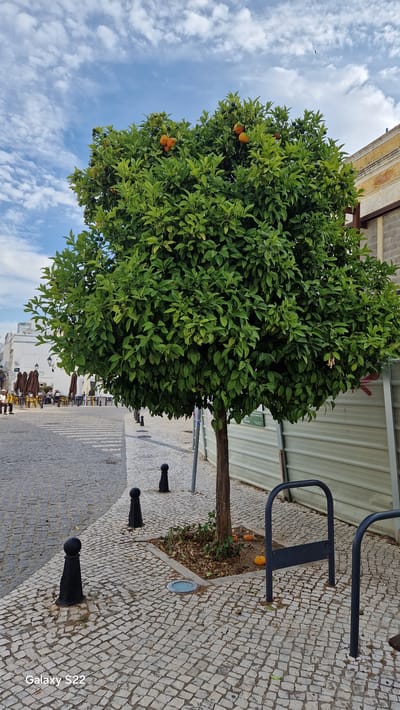 A medium shot captures an orange tree laden with fruit in the foreground, positioned on a cobblestone street in Faro, Portugal. The tree is centered, with its branches full of green leaves and several ripe oranges. Behind the tree, a light-colored building with dark gray blocks is visible, along with a light gray metal fence. The cobblestone street extends to the left, where an outdoor seating area with tables and umbrellas is set up, and a few people are seated. Black bollards are spaced along the edge of the street. The sky above is blue with scattered white clouds. In the bottom right corner of the image, a bicycle rack is visible. Three orange fruits have fallen from the tree and rest on the ground at its base.