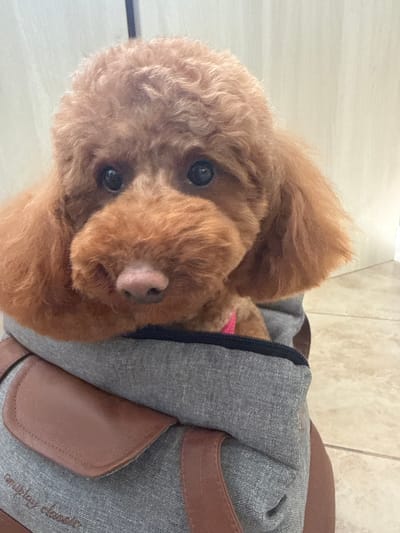 A brown poodle with dark eyes and a pink nose is peering out of a gray and brown pet carrier. The pet carrier appears to be made of a durable fabric with leather accents. The background is a light, neutral color, possibly a tiled floor or wall. The location of the image is not discernible as Kichevo, Bulgaria.