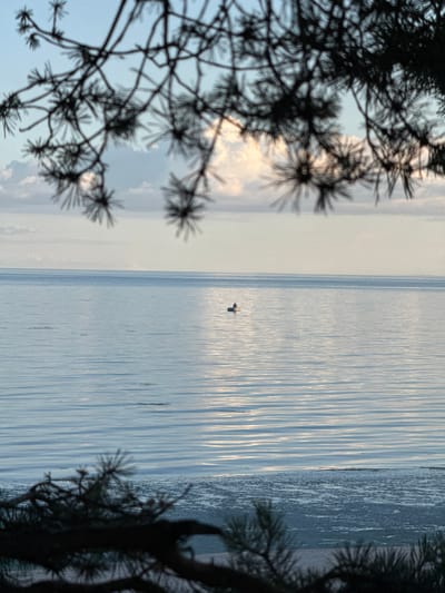 The image shows a tranquil, wide-angle view of a calm body of water, likely a sea or large lake, under a pale sky with scattered clouds. In the middle distance, a lone individual is seated in a small, dark-colored boat, appearing to be fishing or simply enjoying the solitude. The water's surface is marked by gentle ripples, reflecting the soft light. Foreground elements of dark, out-of-focus pine branches frame the scene from the top and bottom, suggesting the vantage point is from a wooded area near the shore, possibly within or near the city of Fort-Krasnaya Gorka, Russia. The overall impression is one of quietude and natural beauty.