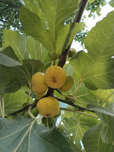This is a close-up, low-angle shot of a fig tree branch laden with ripe, yellow figs and large, green, veined leaves. The shot is taken from below, looking up towards the sky which is visible as a bright, hazy white in the background. A few small, green figs are also present on the branch. The branch itself is dark brown and appears rough. The image is taken in Nematjan, Uzbekistan, within a natural environment. There are no people or animals visible in the frame. The lighting suggests it is daytime.