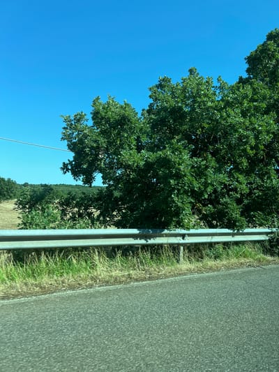 The image displays a sunlit rural roadside view in the vicinity of Cassano delle Murge, Italy. In the immediate foreground, a granular asphalt road surface occupies the lower right, exhibiting a textured grey appearance. A two-beamed, light-colored metal guardrail, likely galvanized steel, extends horizontally across the lower mid-ground, separating the road from an embankment populated by dry, light-brown grass interspersed with some greener weeds. Behind the guardrail and filling the mid-ground to the right, a dense mass of vibrant green broadleaf trees, possibly oaks, dominates the view, with their foliage extending upwards towards the sky. Further into the mid-distance, beyond the initial tree line, a dry, yellowish-brown field is visible, leading to a darker, more distant line of trees on the horizon. The upper portion of the image is characterized by a clear, bright blue sky. A single, thin utility wire traverses horizontally across the upper left quadrant of the frame. No individuals, vehicles other than the implied perspective of the observer, or specific human actions are present.