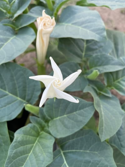 This media file is a close-up, overhead shot of a flowering plant with large, green leaves and white blossoms. One flower is fully open, revealing a star-like shape with five pointed petals spiraling inward. Another bud, a pale yellow color, is visible to the left, its petals tightly furled. The leaves are broad and veined, with a slightly muted green hue. The background appears to be soil and possibly other greenery, suggesting an outdoor setting. The lighting is soft, indicating it could be daytime, possibly overcast or early morning/late afternoon, as there are no harsh shadows. There is no text visible in the image. The scene depicts a moment of natural beauty, focusing on the intricate details of the plant's flora and foliage. The location context is Martuk, Kazakhstan.