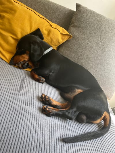 A black and tan dachshund is sleeping on a grey couch next to a yellow pillow. The dog is curled up with its head resting on the pillow and its paws tucked underneath. The couch has a ribbed texture and is situated indoors, likely in a residential setting. The image does not provide any information that would allow for the determination of a specific location within Amadora, Portugal.