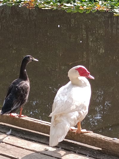 Two ducks are perched on wooden planks beside a body of water. On the left, a dark-feathered duck with a long neck stands facing right. On the right, a white duck with a bright red face and wattles is positioned slightly behind and to the right of the dark duck, also facing right. The water behind them is dark and reflects the sunlight and some greenery from the top edge of the frame, which appears to be lily pads or similar aquatic plants. The wooden planks are weathered and appear to be part of a dock or walkway. The scene is outdoors, bathed in sunlight, casting shadows on the planks. This image was taken in Évreux, France.
