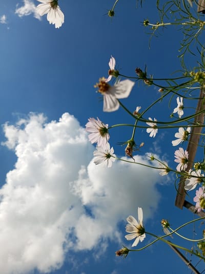 The image depicts a low-angle view of white and pink cosmos flowers against a bright blue sky with fluffy white clouds. Several flowers and buds are visible, with some in focus and others out of focus. The stems and leaves of the plants are green and delicate. A wooden structure, possibly a fence or trellis, is partially visible on the right side of the frame. The lighting suggests a sunny day. The photograph was taken in Zavyalovo, Russia. There are no people or animals in the image.