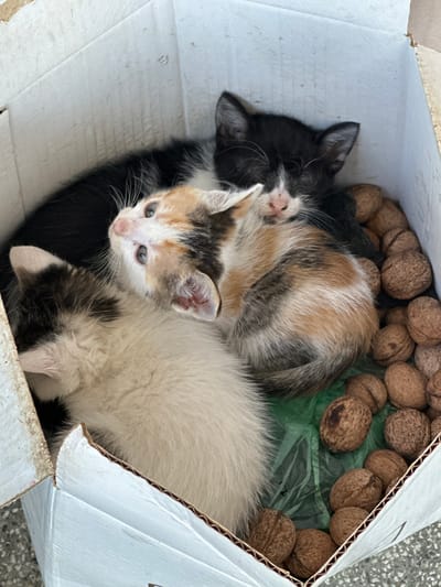 A cardboard box, containing three kittens and walnuts, sits outdoors. One kitten is black and white, another is calico, and a third is primarily white with calico markings. The kittens are huddled together. Walnuts are scattered along the top edge of the box, some resting on a green plastic lining. The scene suggests the location might be in or near Pliska, Bulgaria, due to the prompt specification, but there is no other supporting information in the image to ascertain this location. The box appears to be on a hard surface, potentially concrete or asphalt.