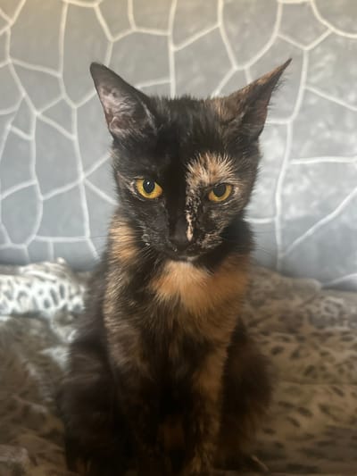 A tortoiseshell cat with bright yellow eyes is seated on a patterned surface, likely a bed or sofa, facing the camera. The cat has a split coloration on its face, with black fur on the left side and patches of orange and black on the right. Its ears are pointed upwards, and its fur appears to be medium length. The background features a textured wall with a grey, geometric pattern. The lighting suggests an indoor environment. The image does not contain any elements that indicate a specific location in Ozerki, Russia.