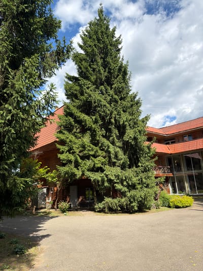 A tall, dense evergreen tree dominates the center of the frame, its branches reaching towards a partly cloudy blue sky. To the left and right of this central tree are parts of other evergreen trees. Behind the trees, a wooden building with a red tiled roof is visible. The building appears to be multi-storied, with several windows and a balcony with a wooden railing. The ground in front of the building is a paved asphalt surface, with some patches of grass and small plants along the edges. The overall scene suggests an outdoor setting, possibly a resort or a residential area, in Novy Gorodok, Russia.