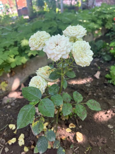 In the city of Karabunar, Bulgaria, a close-up shot focuses on a small bush of white roses with green leaves, some of which display brown spots indicative of disease. The rose bush is positioned in the foreground, with its flowers and foliage sharply defined against a blurred background. The ground beneath the bush is dark soil, scattered with dry, yellowed petals and some small green sprouts. In the blurred background, lush green foliage suggests a garden setting. To the upper left, a blurred wooden structure, possibly part of a fence or a building, is visible, with hints of pink and red flowers in the distance. The lighting suggests it is daytime, with sunlight creating dappled patterns on the ground.