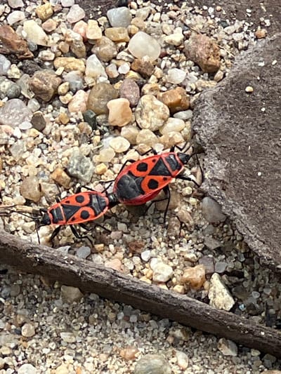 The scene depicts an outdoor close-up in the city of Jitnitsa, Bulgaria, focusing on two firebugs (Pyrrhocoris apterus) engaged in copulation. The insects are positioned head-to-tail, connected at their abdominal ends. Both exhibit bright red exoskeletons marked with distinctive black triangular and circular patterns. They rest on a substrate composed of fine-grained soil mixed with numerous small, irregularly shaped pebbles and gravel, displaying colors ranging from light beige and white to various shades of brown and grey. A dark, weathered, slender wooden twig approximately 1 cm in diameter traverses horizontally across the lower foreground. In the upper right quadrant, a larger, dark grey, textured object, possibly a rock or concrete fragment, partially defines the background.