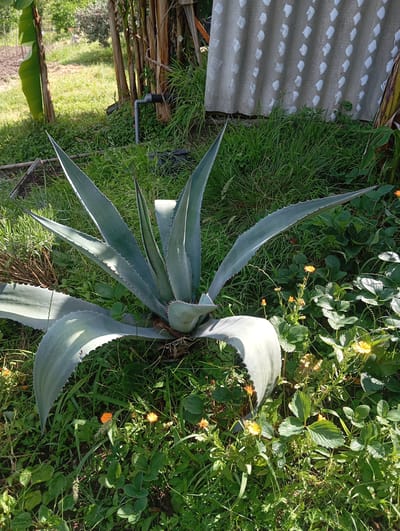 The image shows a large agave plant with grey-green, sword-like leaves. The plant is situated in a garden with dense green grass and some small orange flowers. In the background, there are banana trees, some corrugated metal sheeting with white markings, and a partially visible PVC pipe. The scene appears to be outdoors in a rural or semi-rural setting.