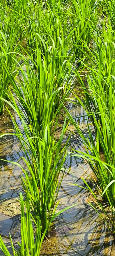 An aerial, close-up, vertical, full shot shows a rice paddy field in Blangseureukuy, Indonesia. Bright green stalks of rice plants are densely packed and rise from shallow, murky water. The water reflects the sky and the rice stalks, creating a dappled, shimmering effect. The ground beneath the water is visible in patches, appearing muddy and uneven. Sunlight casts shadows that streak across the water and the base of the plants. The scene conveys a sense of lushness and the vitality of agricultural growth in a tropical environment.