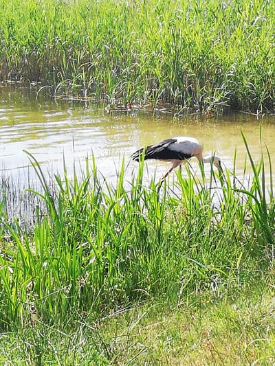 In this image, a white and black stork with red legs is seen wading in shallow, murky water surrounded by dense, green reeds. The stork is bending its head down, appearing to forage for food. The water reflects the surrounding vegetation and the bright daylight. The background consists of more tall, green reeds and grasses, suggesting a natural wetland or marshy area within the vicinity of Перабродскі сельскі Савет, Belarus. The lighting indicates it is daytime, with the sun casting reflections on the water's surface.