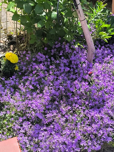 In a garden setting in Normantai, Lithuania, a dense carpet of small, purple bell-shaped flowers dominates the foreground. A single bright yellow flower, likely a marigold, is visible on the left, slightly taller than the surrounding purple blooms. Behind the flowers, green foliage from larger plants creates a backdrop, with some of the plants supported by thin wooden stakes. A rustic, light-colored wooden post, possibly part of a garden structure or support, stands vertically in the middle ground, its surface showing signs of weathering. A small, vibrant red object is nestled amongst the purple flowers near the base of the wooden post. The ground beneath the plants is a mixture of soil, small pebbles, and some dry leaves. Sunlight illuminates the scene, casting dappled shadows and highlighting the textures of the flowers and foliage.