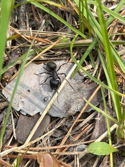 The image shows a close-up view of a large black ant on a gray, weathered leaf on the ground, surrounded by dry grass and twigs. A few green blades of grass are visible in the foreground and background, partially obscuring the scene. The ant is the central subject, positioned on the left side of the leaf, with its body facing downwards and to the right. Its antennae are extended forward. To the right of the ant, on the same leaf, is a small, oval-shaped, darker object, possibly another insect or debris. The ground is covered with a mixture of dry organic material, including thin, straw-like stems and darker soil. The overall impression is one of a natural, outdoor environment. The image does not provide any specific information about the city of Glukhary, Russia, as the context is purely a close-up of an ant in its natural habitat.