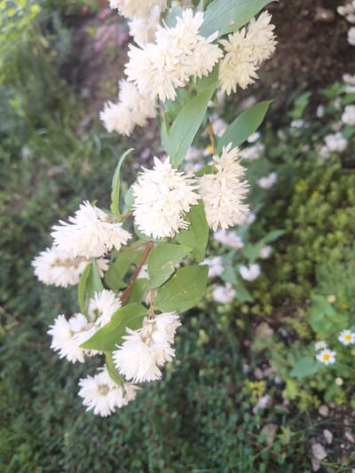 In Sviatopetrivske, Ukraine, a close-up, eye-level shot captures a branch of white, double-petaled flowers, likely a Deutzia, against a blurred background of greenery and soil. The flowers are clustered in dense racemes, with individual blooms displaying numerous delicate petals. Green leaves with visible veins are interspersed among the flowers, and a thin, brown stem supports the floral display. The foreground is dominated by the vibrant white of the blossoms, while the background consists of out-of-focus foliage, small white flowers with yellow centers, and patches of dark soil, suggesting a garden or natural setting. The lighting appears to be natural daylight, casting subtle shadows and highlighting the texture of the petals.