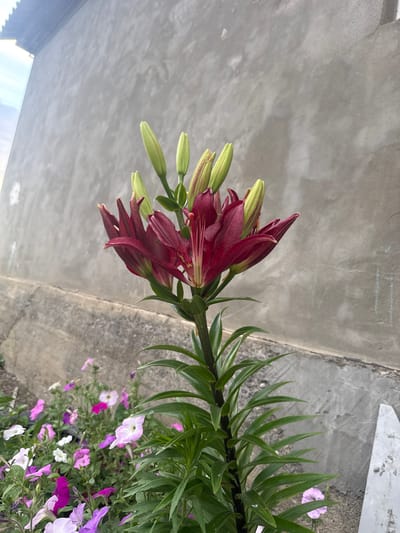 A single, dark red lily stalk with multiple unopened buds and some partially opened blooms stands prominently in the foreground. The lily has long, pointed green leaves and a thick, dark stem. Behind the lily, a patch of smaller, multi-colored flowers, predominantly pink and white, are visible. The background consists of a weathered, grey concrete wall with some faint chalk markings and a concrete foundation. The overall environment suggests an outdoor setting, possibly a garden or yard, in Serebryakovka, Russia. There are no people or animals present in the image.