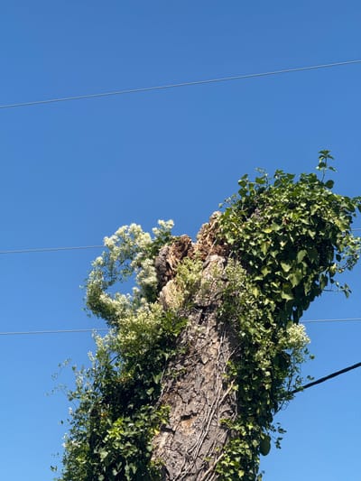 The image shows a close-up of a dead tree stump overgrown with ivy and white flowers, set against a clear blue sky with two power lines crossing the frame. The stump is textured with rough bark and appears to be decaying, with some of the interior wood exposed at the top. The ivy is dense and covers a significant portion of the stump, while the white flowers are clustered, some appearing to be climbing the stump and others growing from its upper section. The power lines are thin and run horizontally across the image at different heights. The scene is devoid of any people or animals. The location is identified as Prijeradi, Montenegro, suggesting an outdoor setting possibly in a residential or semi-rural area where such a tree stump and overhead power lines would be found. The lighting indicates it is daytime, likely under direct sunlight, casting subtle shadows.