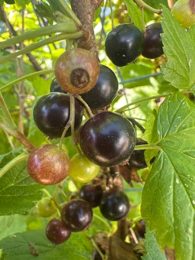 In Pakonys, Lithuania, a close-up shot captures a cluster of ripe blackcurrants on a branch, bathed in natural sunlight. The berries, varying in ripeness from reddish-brown to deep purple, hang in groups, some still exhibiting a hint of green. The leaves of the blackcurrant bush are visible, some bright green and others showing signs of maturation with lighter specks. The background is softly blurred, revealing hints of more foliage and the natural, outdoor environment. The image is a still life, focusing solely on the fruit and its plant.